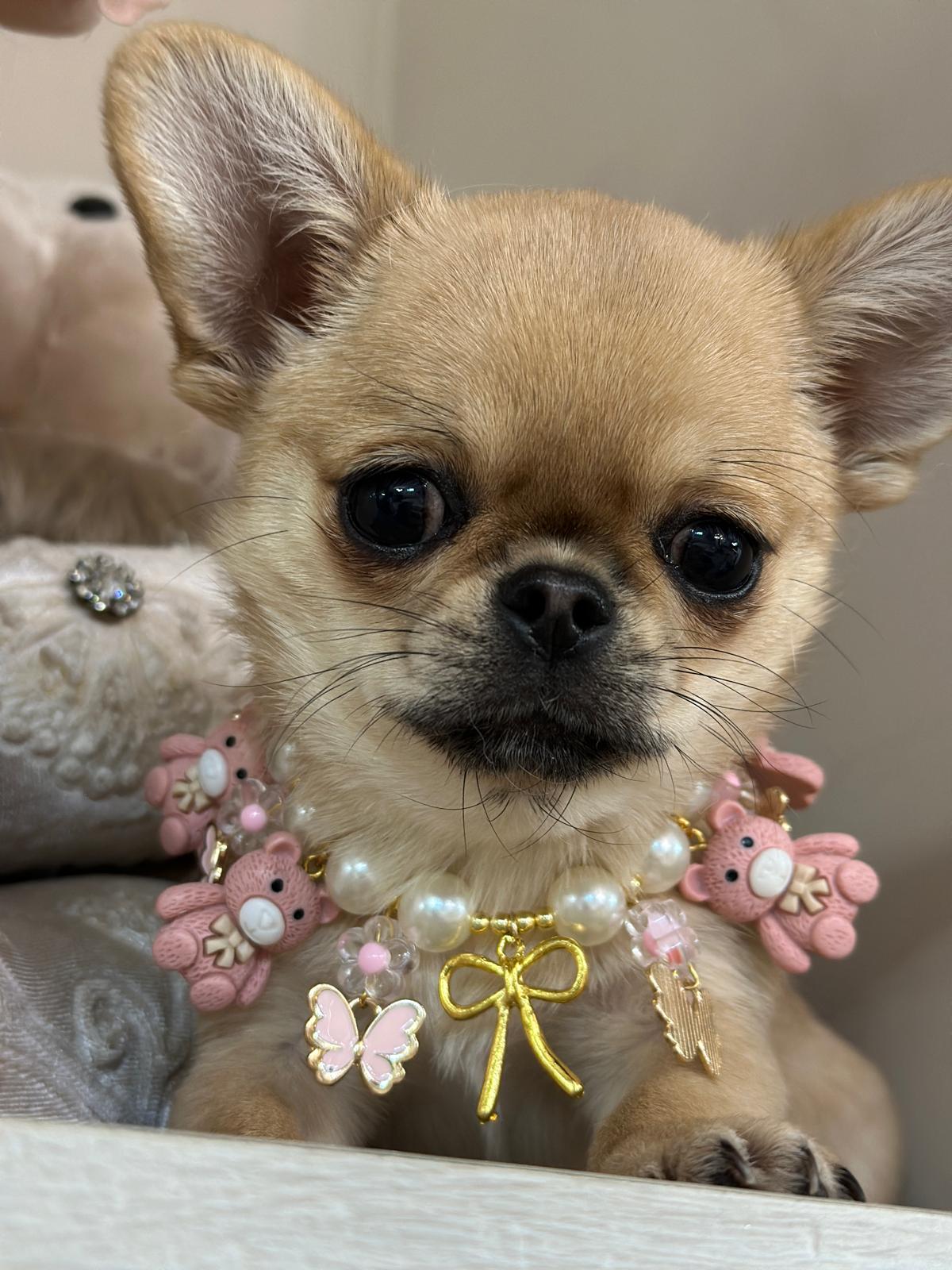 Collarina Teddy Pink (Prezzo su richiesta, personalizzabile)