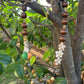 Collana Luce D’Autunno